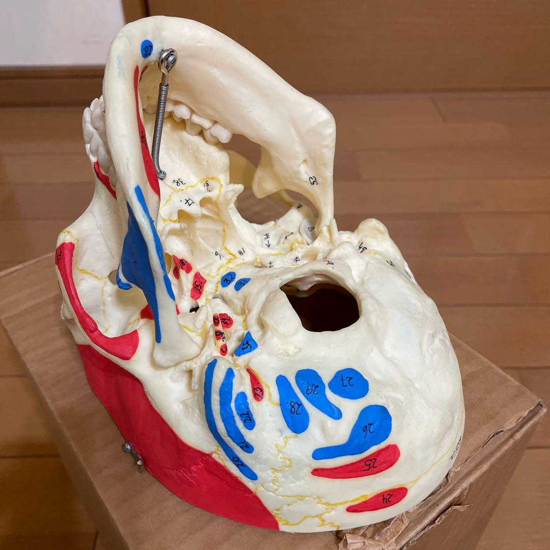 A 22/1 解剖学的頭蓋骨模型 3B