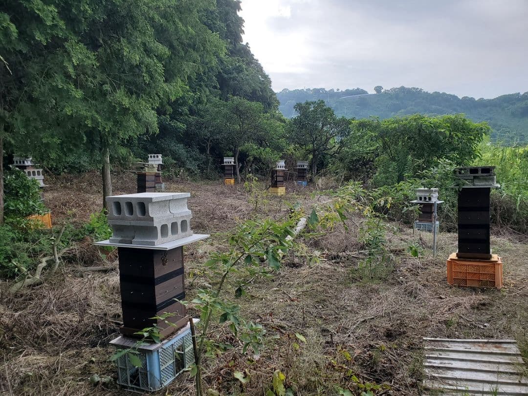 No.6　★日本蜜蜂のはちみつ★1200g(1瓶)