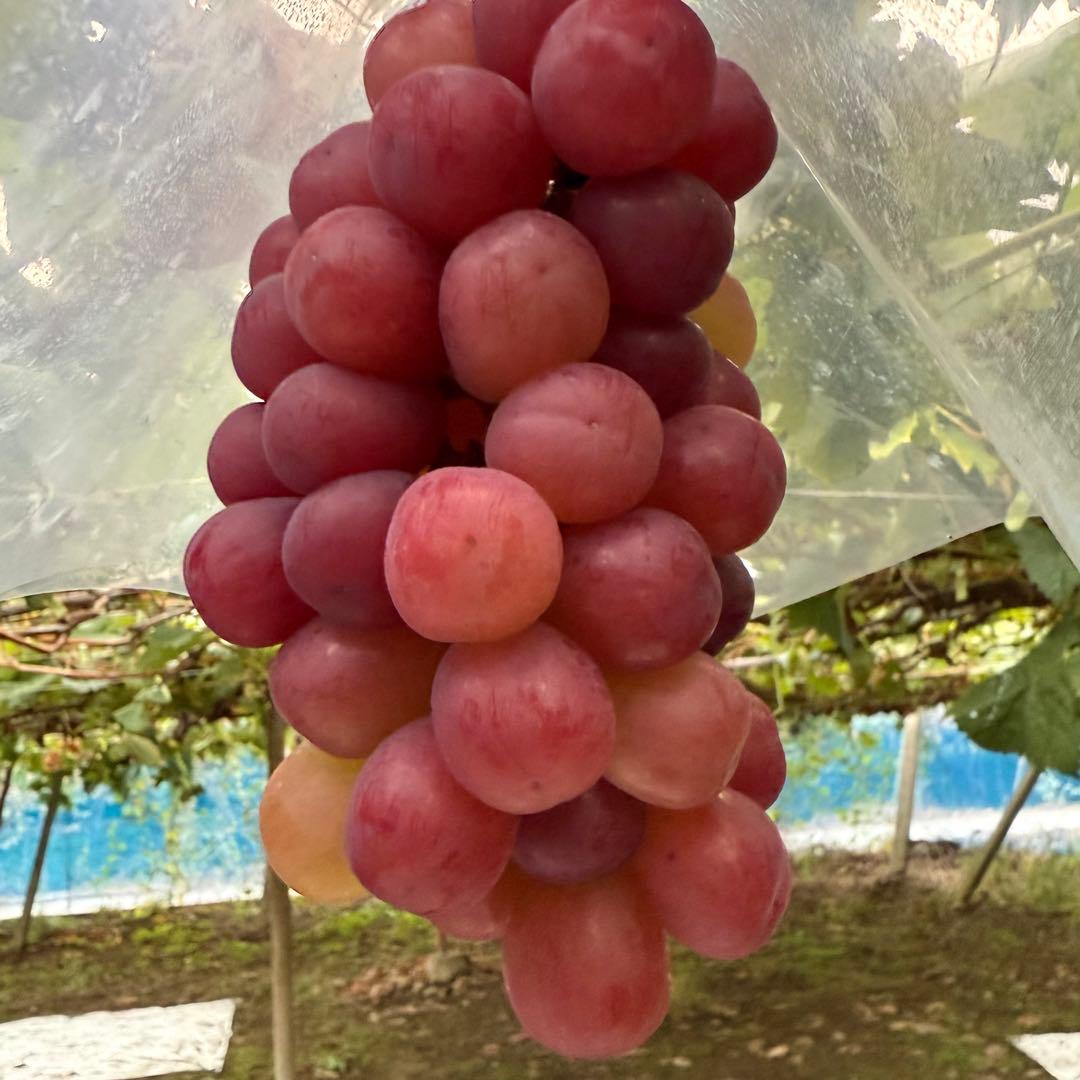 最終値下げ！16日発送！本日お昼12時まで受付【山梨県産】スカーレット 5kg