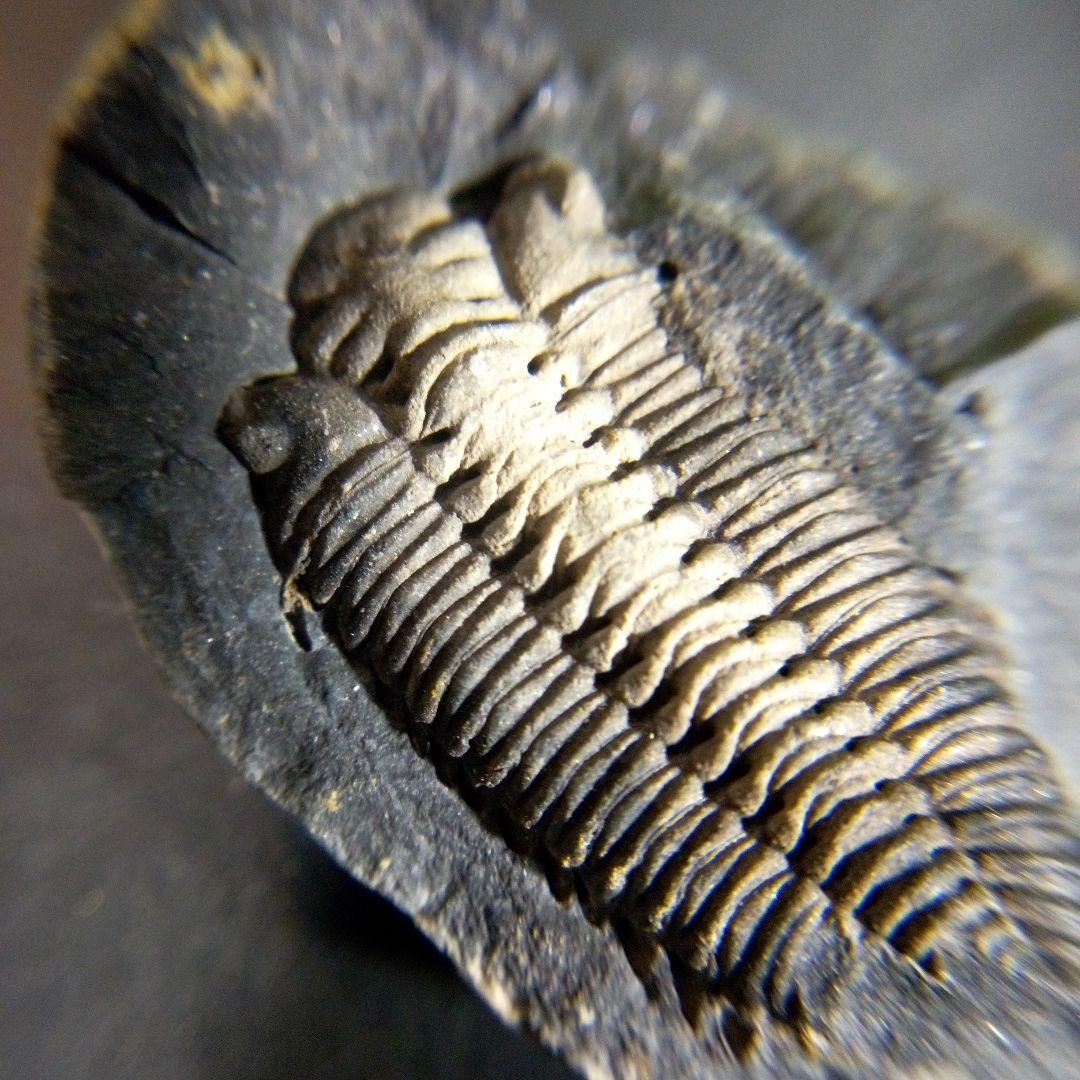 三葉虫　化石　fossil　海　ボリビア産　trilobite　海生動物種別⑩