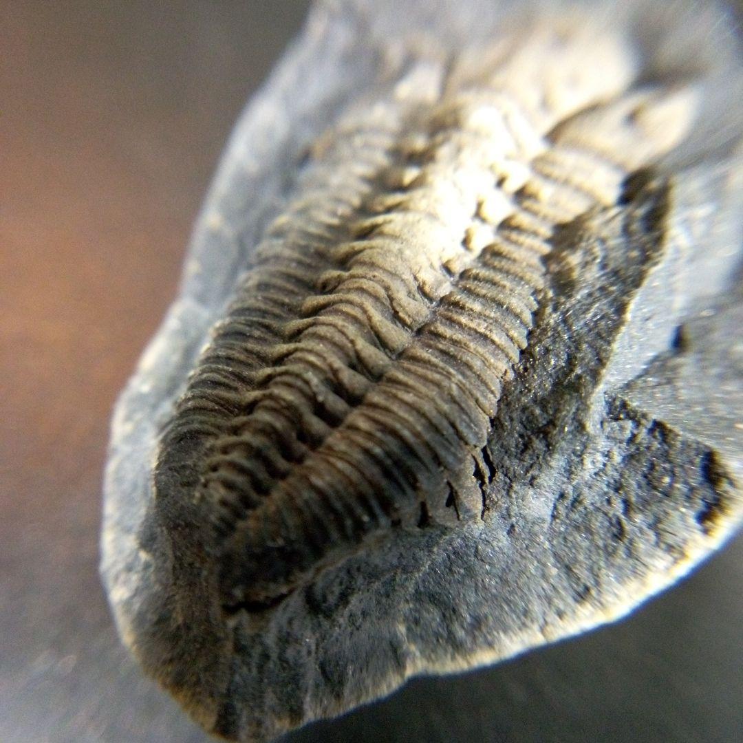 三葉虫　化石　fossil　海　ボリビア産　trilobite　海生動物種別⑩