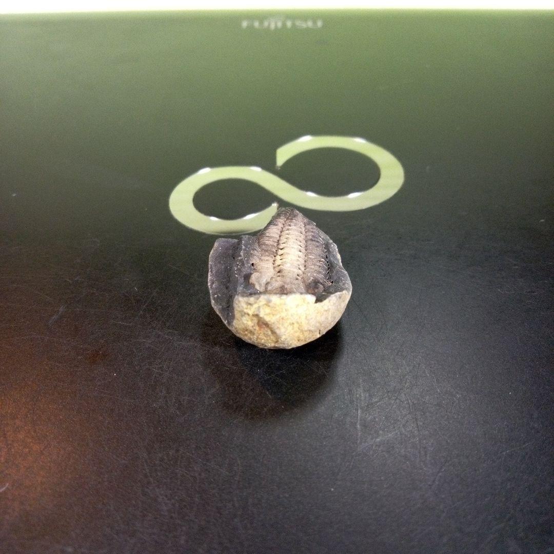 三葉虫　化石　fossil　海　ボリビア産　trilobite　海生動物種別⑩