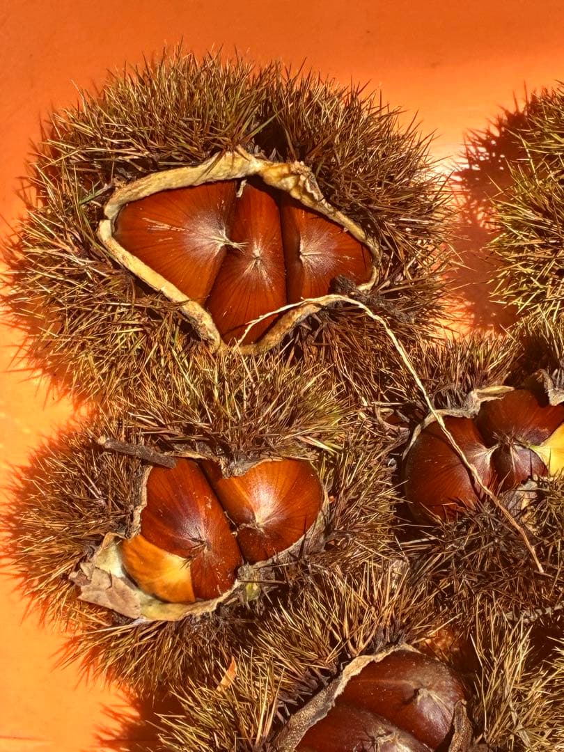 ⑥⓪自宅で栗拾い☘️無農薬生栗★自宅で栗拾い★阿蘇山天然水使用★朝採り発送