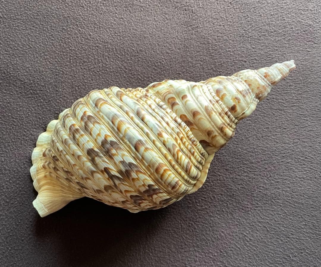 アンティーク ほら貝 貝殻 インテリア