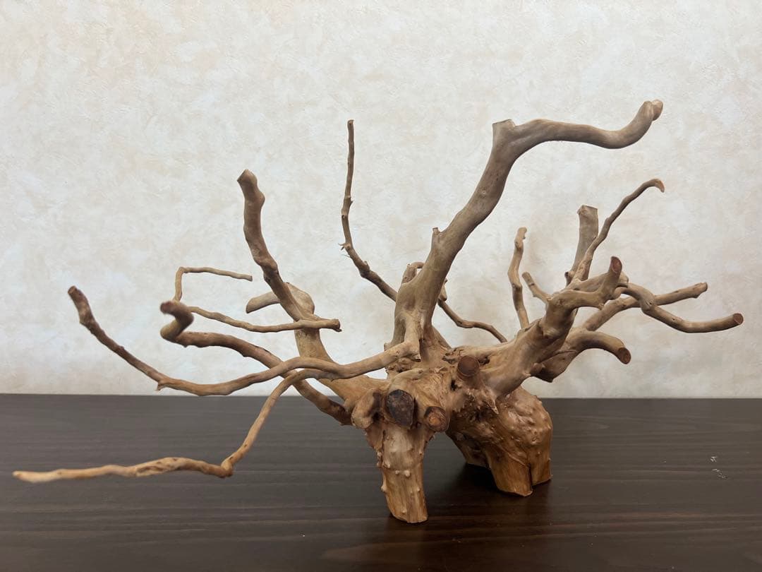 63001 ブランチウッド　流木　アクアリウム　沈水確認済