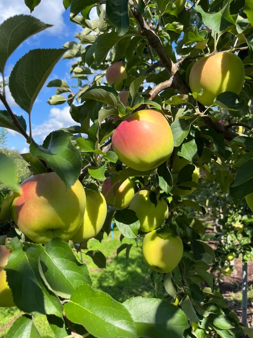 青森県産‼️ぐんま名月ご予約コメントフォーム✨