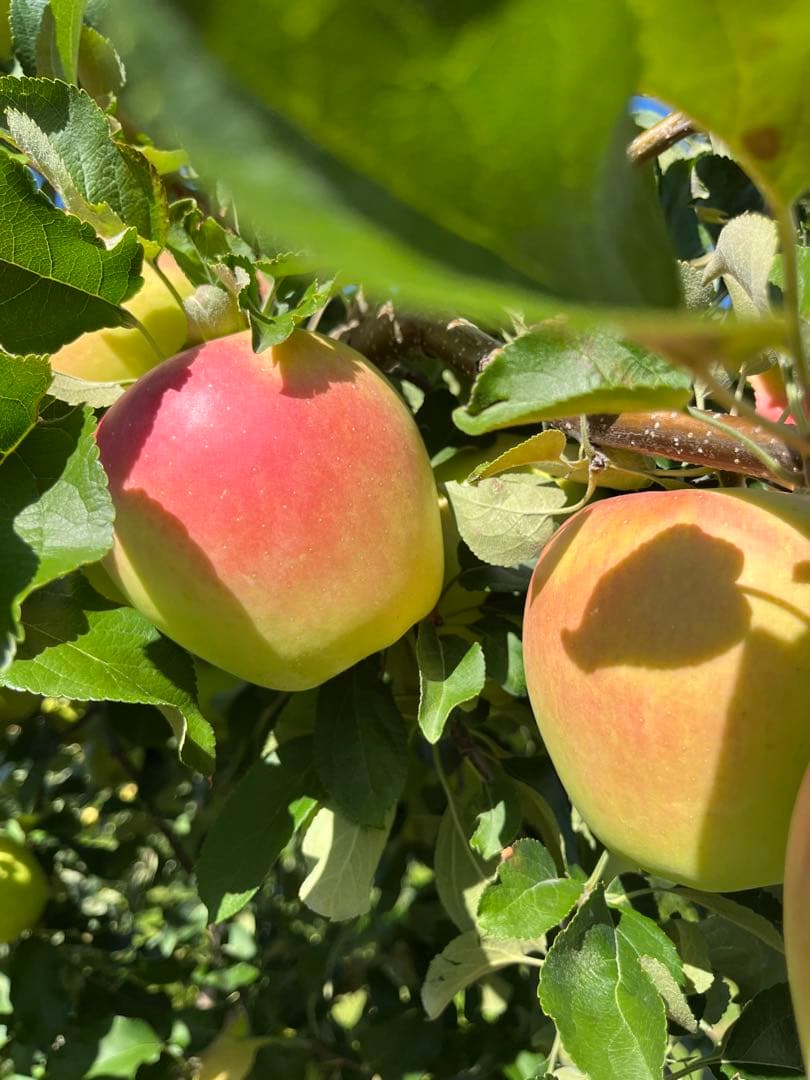 青森県産‼️ぐんま名月ご予約コメントフォーム✨