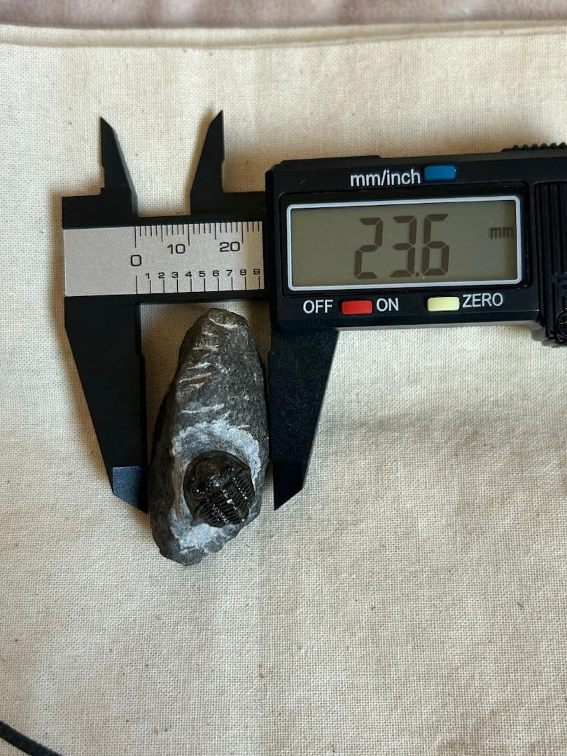 三葉虫モロッコ産⑦ゲラストスGerastos？化石デボン紀