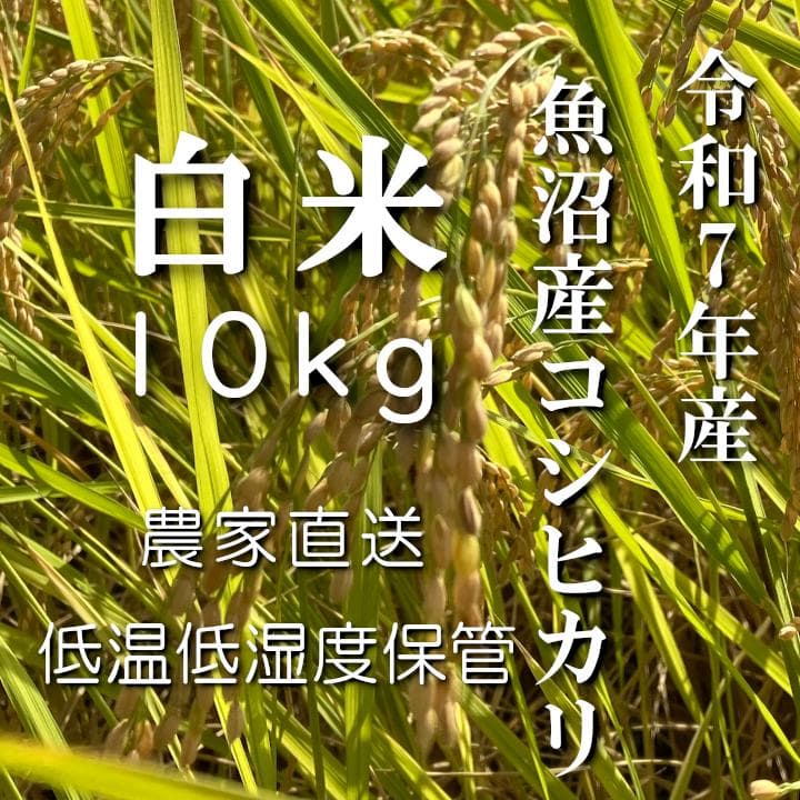 魚沼産コシヒカリ　令和7年産　白米　10キロ　米農家直送　送料無料