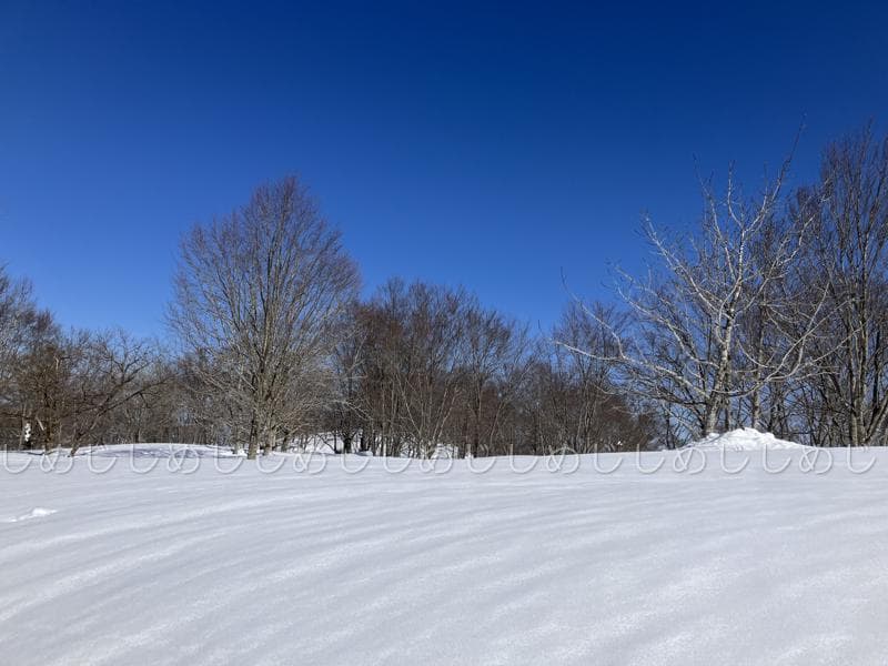 魚沼産コシヒカリ　令和7年産　白米　10キロ　米農家直送　送料無料