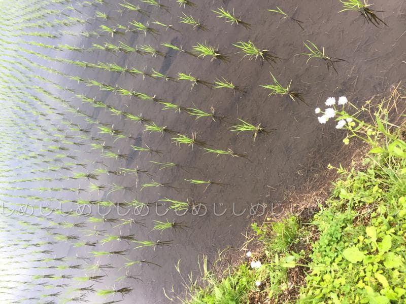 魚沼産コシヒカリ　令和7年産　白米　10キロ　米農家直送　送料無料