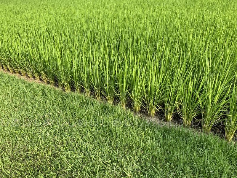 魚沼産コシヒカリ　令和7年産　白米　10キロ　米農家直送　送料無料