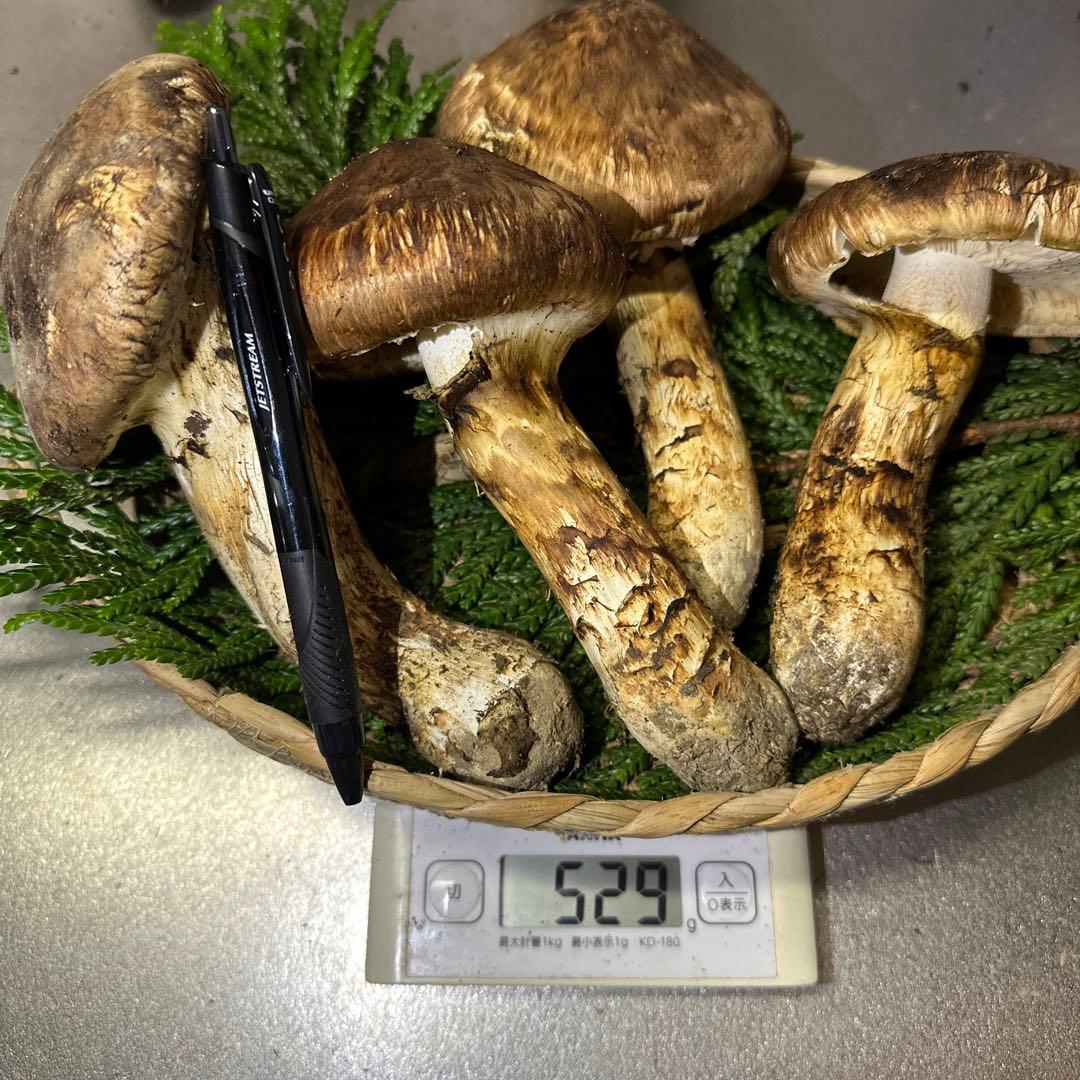 訳あり品‼️国産天然松茸‼️510g‼️