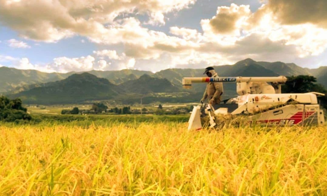 3 R7年 自然栽培米 2品種食べ比べセット10kg（5kg×2）玄米 セット