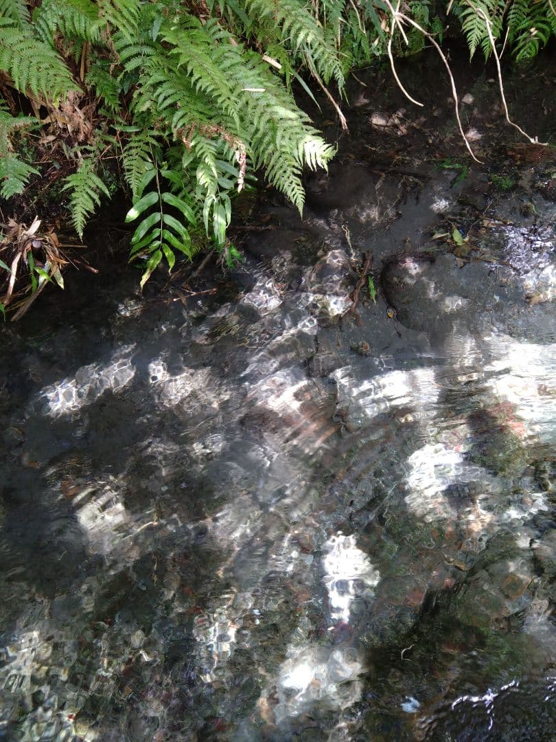 3 R7年 自然栽培米 2品種食べ比べセット10kg（5kg×2）玄米 セット