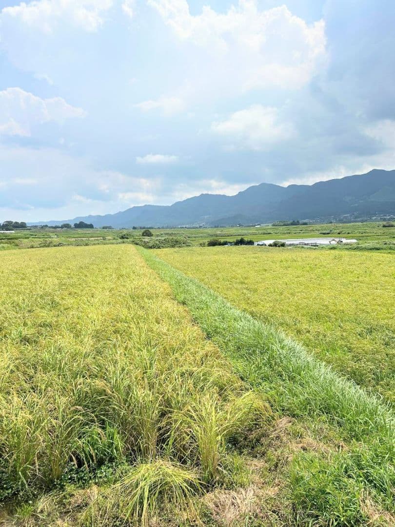 3 R7年 自然栽培米 2品種食べ比べセット10kg（5kg×2）玄米 セット