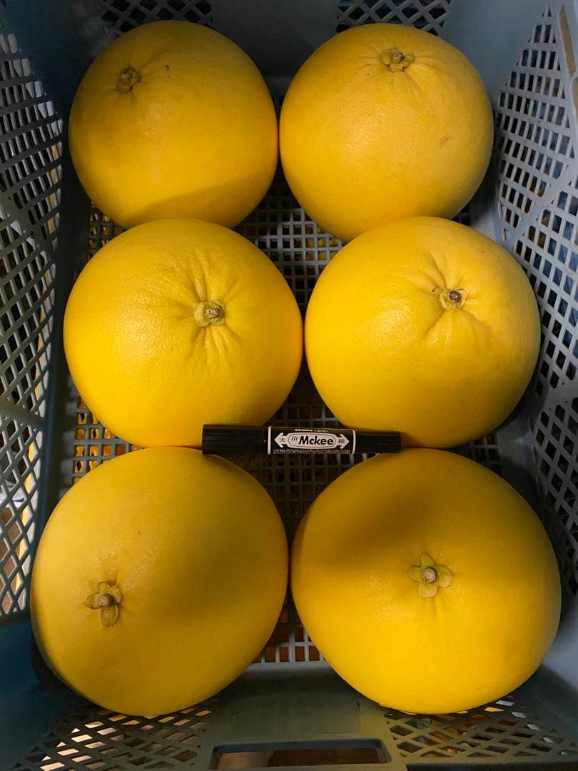 晩白柚 約1.8kg×6個