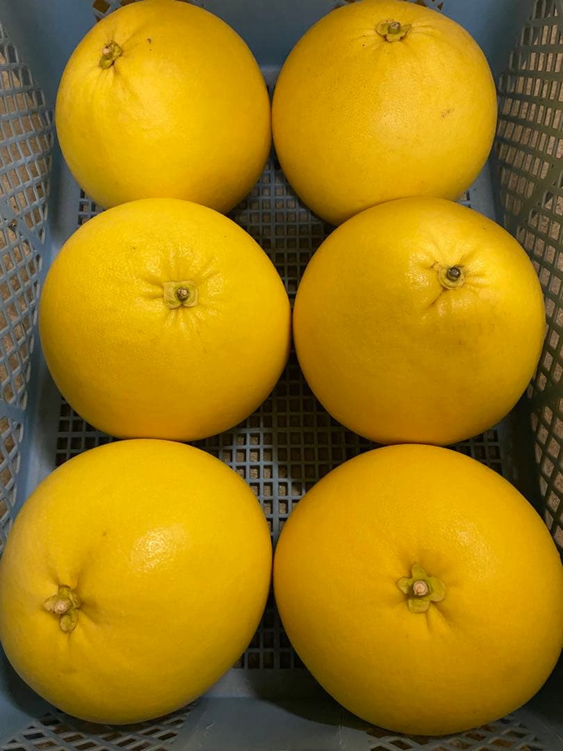 晩白柚 約1.8kg×6個