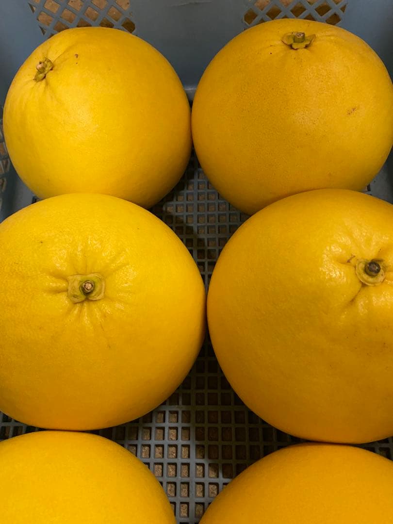 晩白柚 約1.8kg×6個