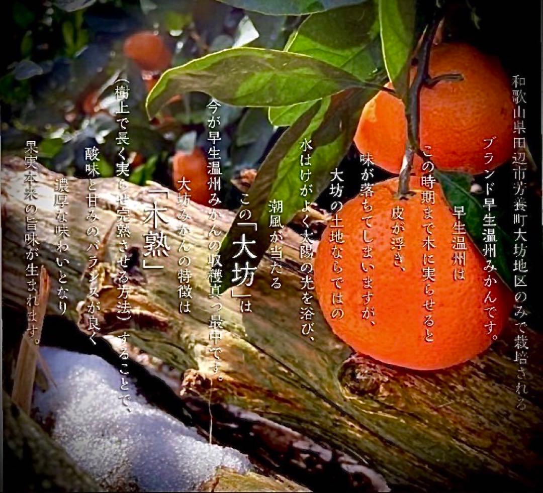 ①温州みかん 樹熟大坊みかん 秀品(贈答品同様)2S、S混合10kg