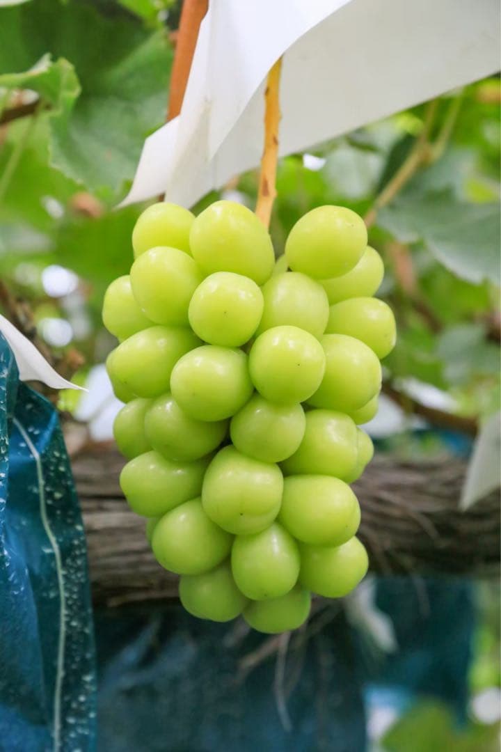 ☆7~8房ぶどうの玉手箱☆ 4kg 新鮮なぶどう（緑・赤・黒）詰め合わせセット