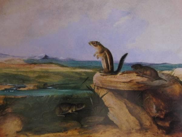 John Woodhouse Audubon、「WOOD RAT」