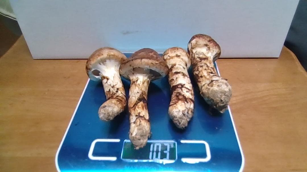 松茸　岡山産１０３ｇ
