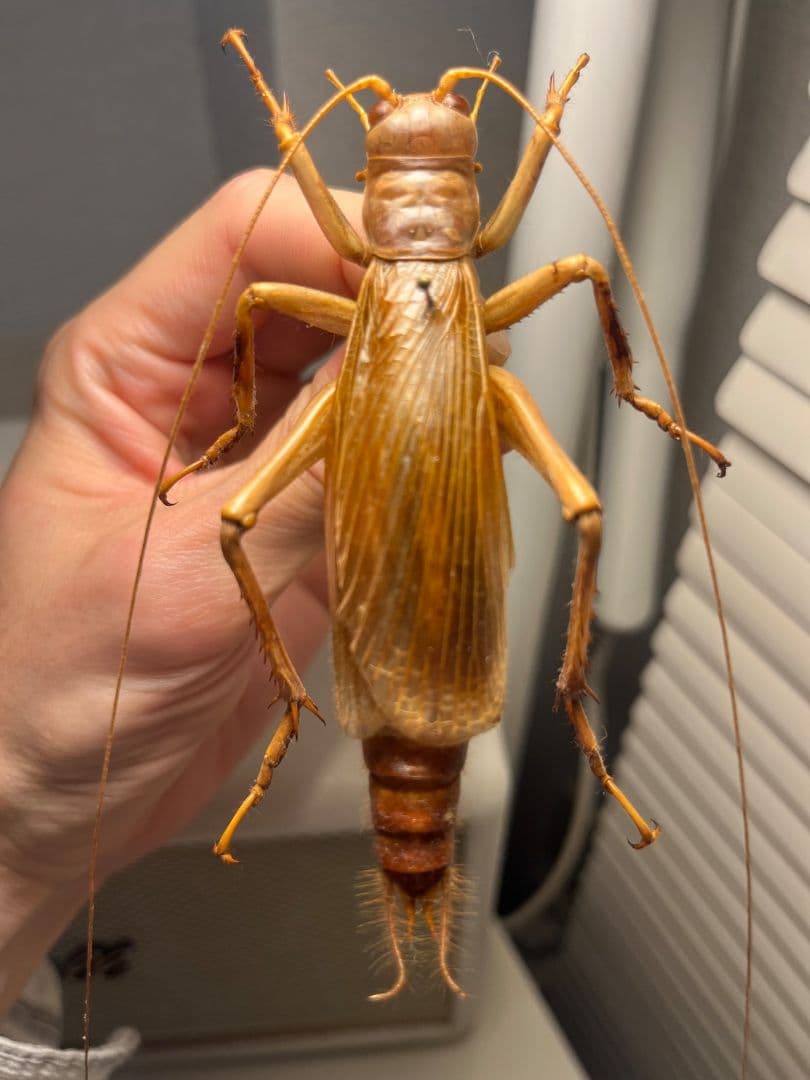 【大人気種】リオック Sia ferox コロギス 昆虫標本デュビアタランチュラ