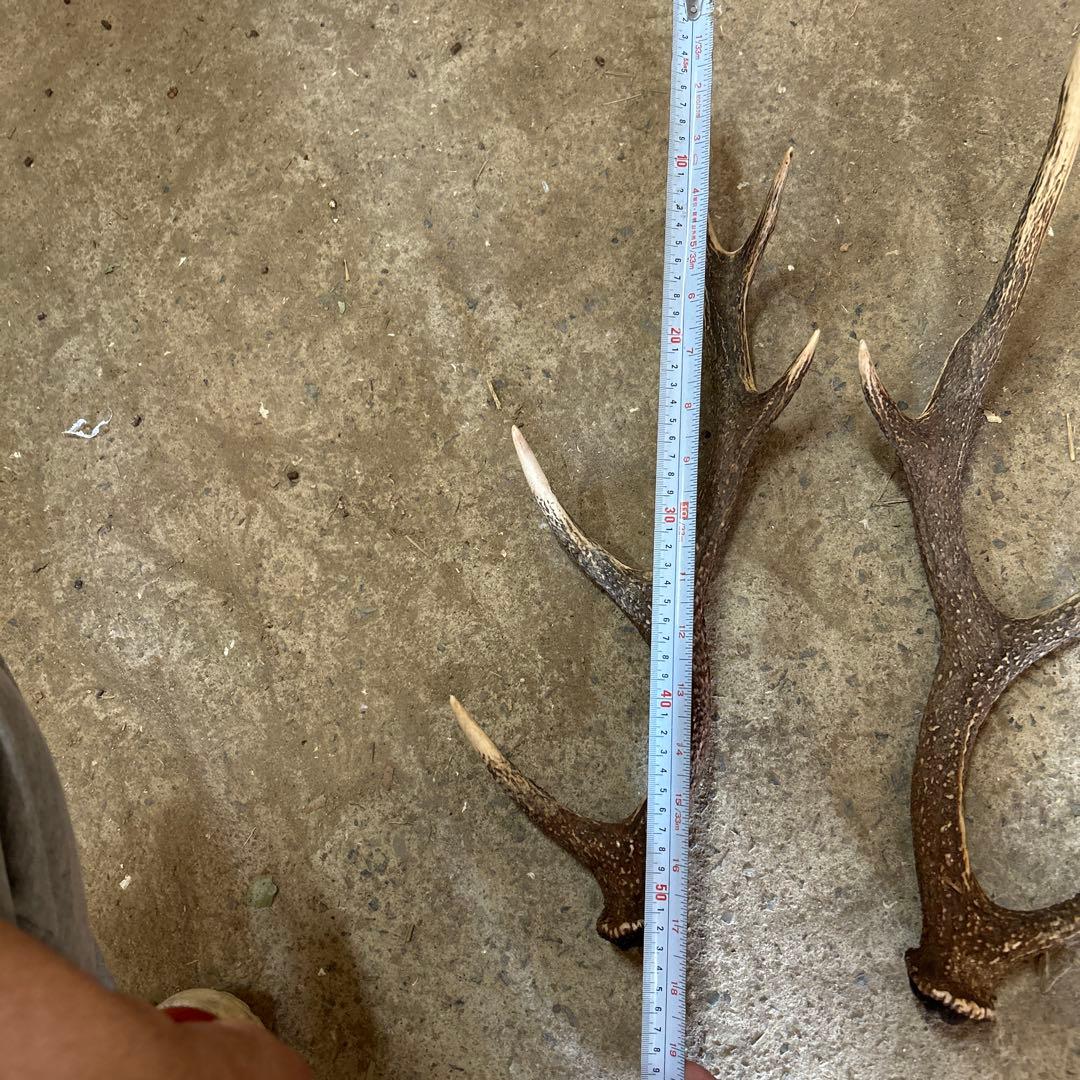 鹿の角2本セット