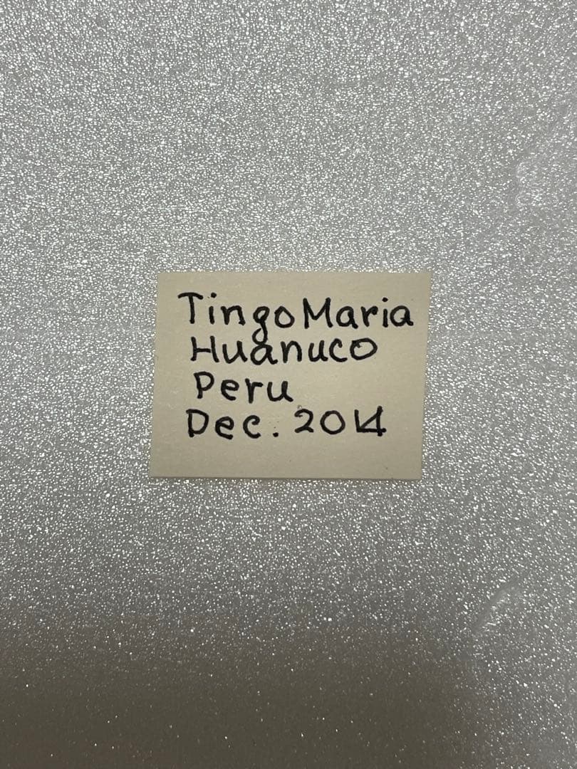 ヘレナモルフォ（ペルー産、オス）