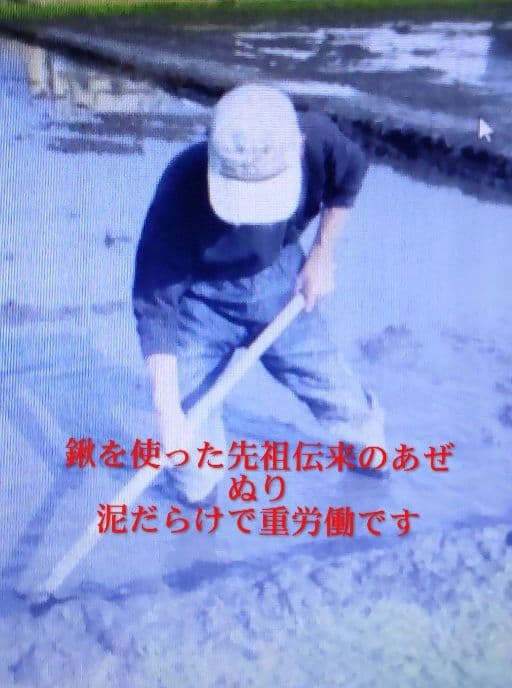 私はお客様を騙せない ７年産コシヒカリ 元気な玄米10kg　特別栽培①農薬不使用