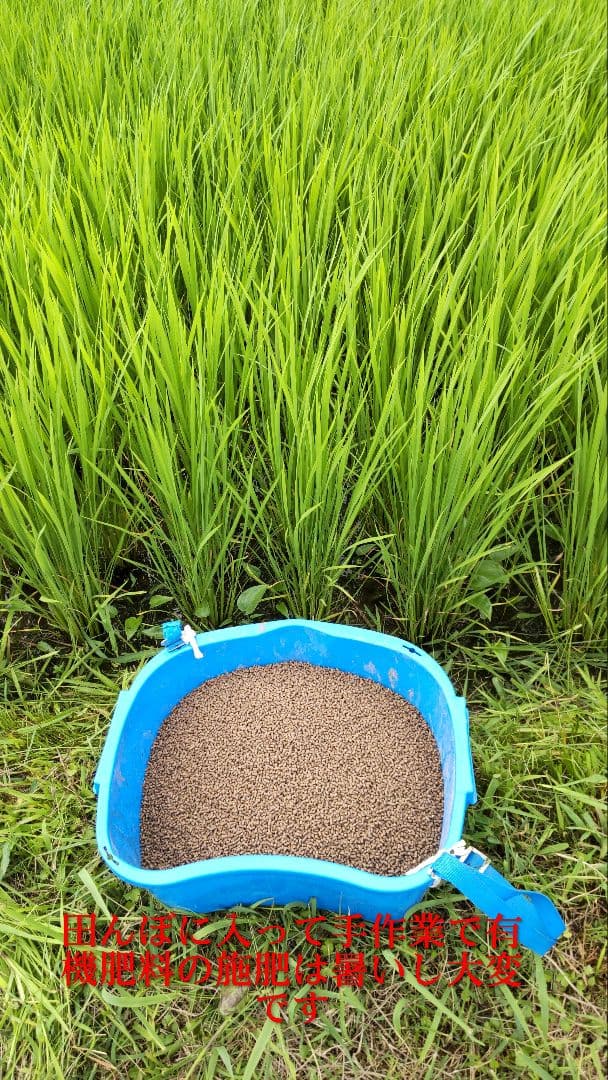 私はお客様を騙せない ７年産コシヒカリ 元気な玄米10kg　特別栽培①農薬不使用