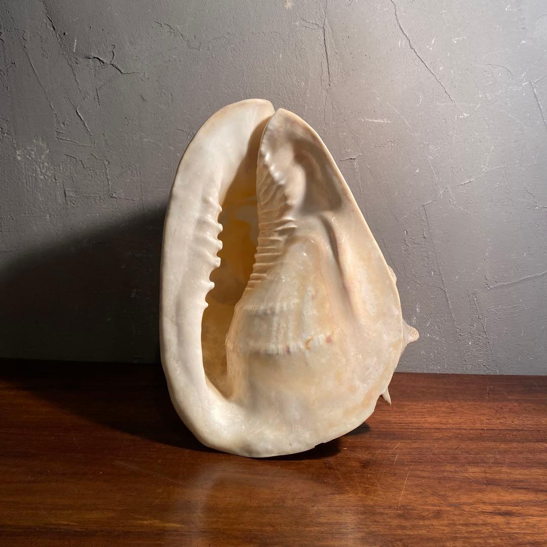 トウカムリガイ 彫刻 アート オブジェ 白虎 置物 骨董品 コレクション25cm