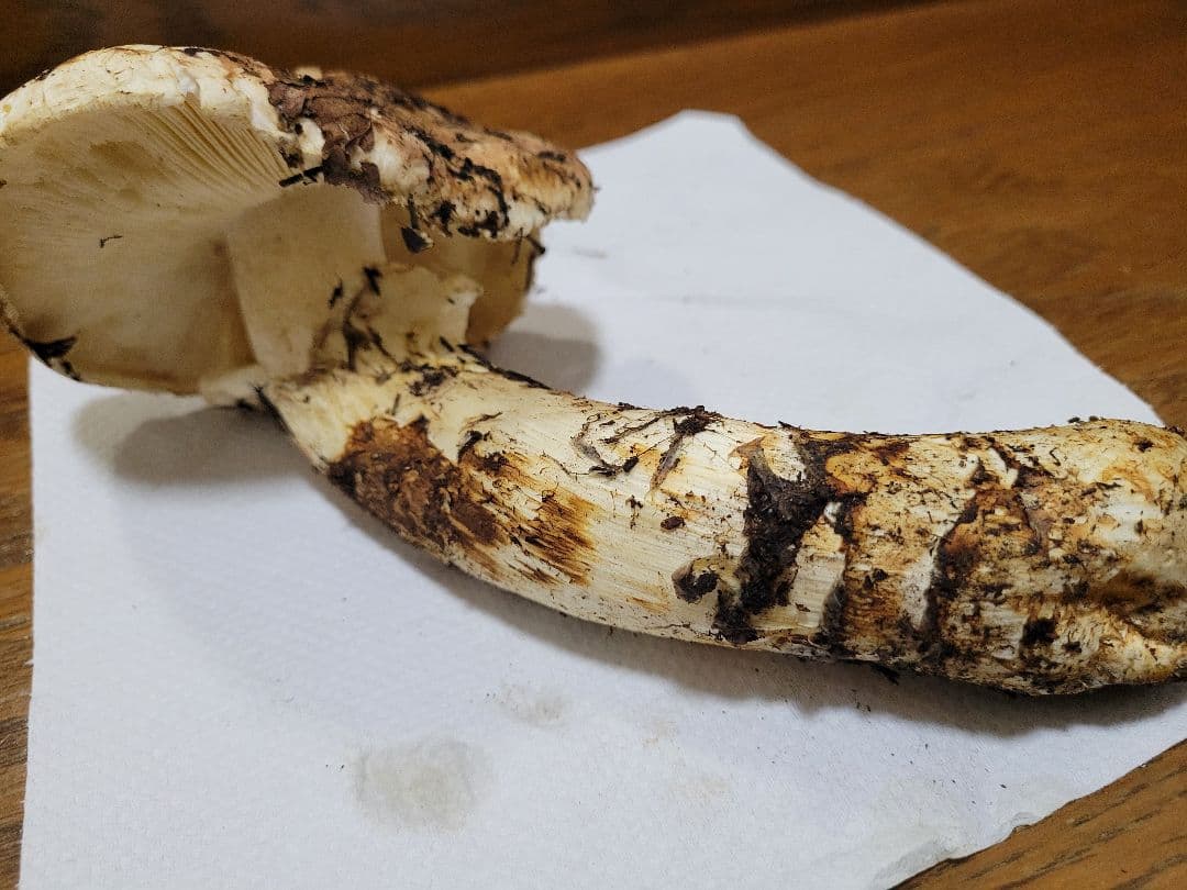 特大　国産　岩手県産　松茸　330g