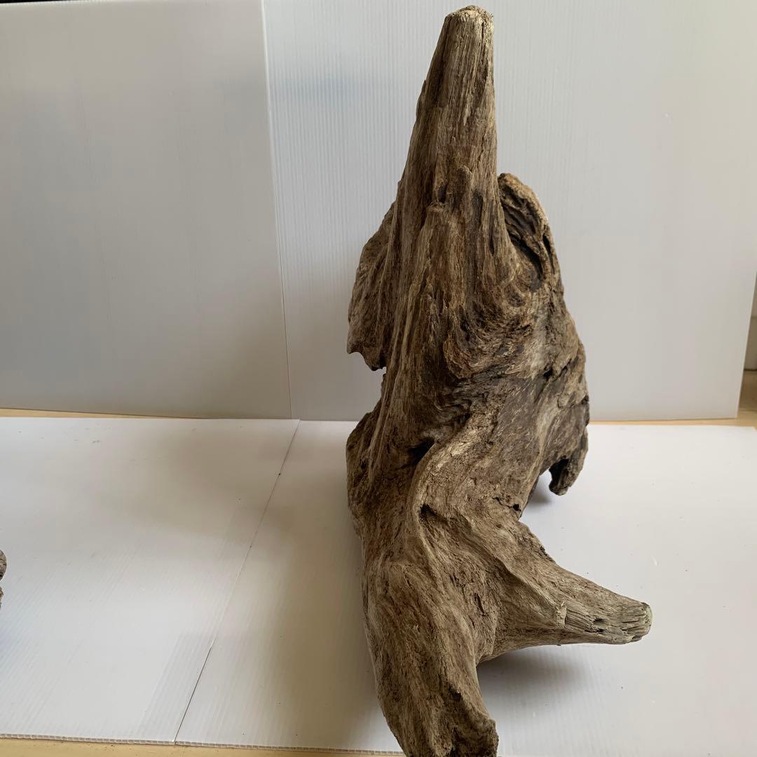 アク抜き済み流木　No.161 超レア型