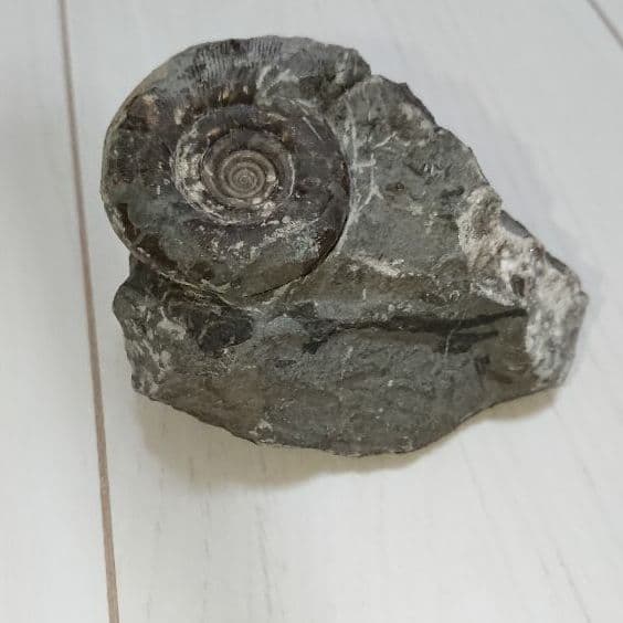 希少 アンモナイト 化石 入手困難 本物