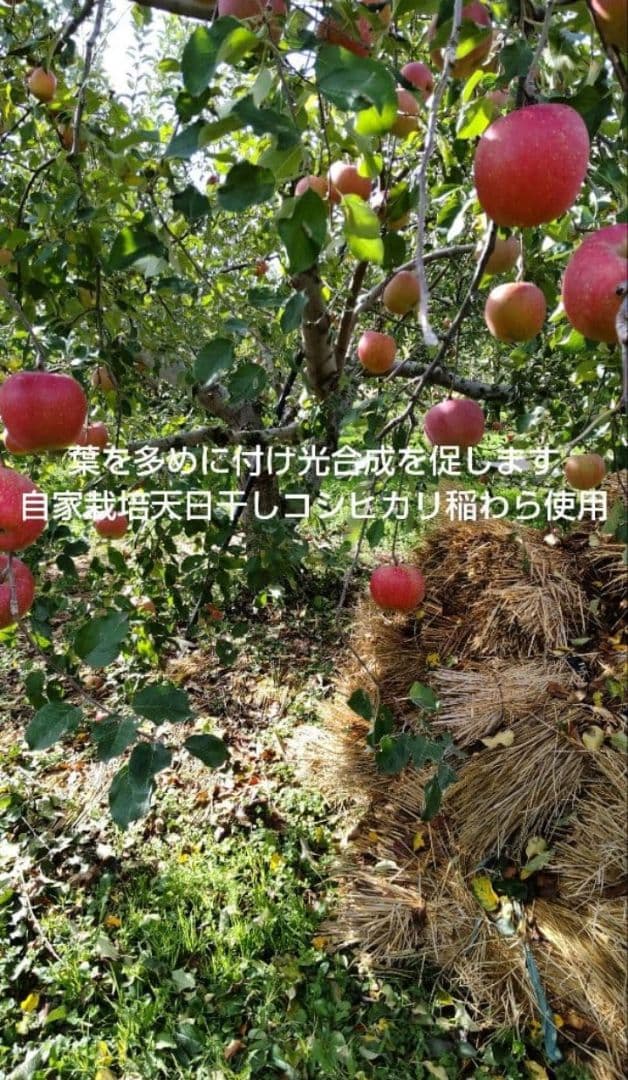 しおむすび様用希少わら敷サンふじ家庭用Ｂ品質　長野産箱込約10kg+指定物5Kg