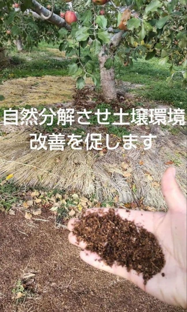 しおむすび様用希少わら敷サンふじ家庭用Ｂ品質　長野産箱込約10kg+指定物5Kg