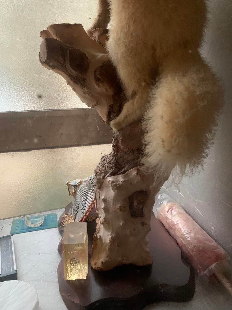 『テン』の剥製　はくせい　置き物