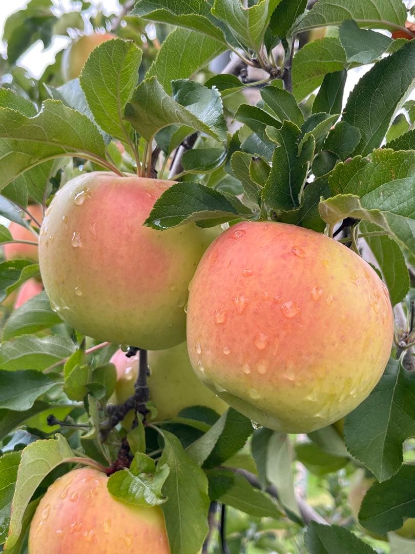 翼きーページ✨10kg