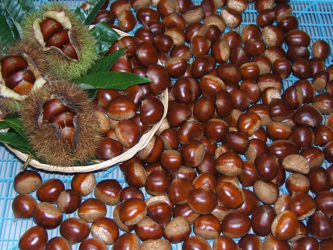 幻の栗⭐︎中山栗2L~4L混合10kgクール便（匿名不可）農家直送2025-011