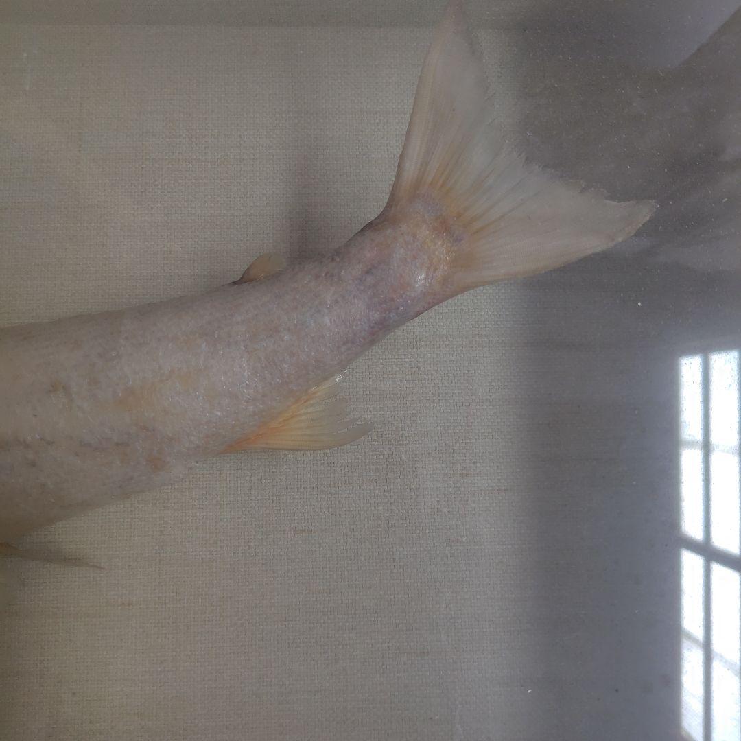 イトウの標本（剥製）