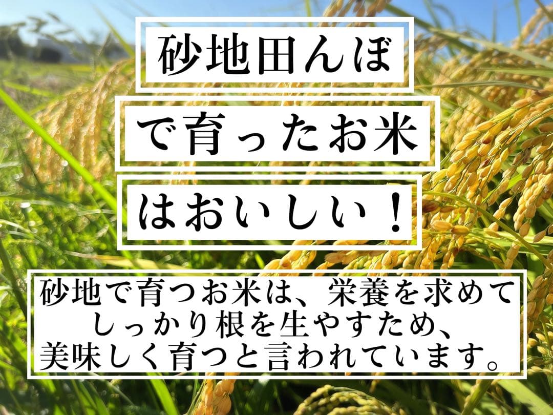 【令和7年度新米】近江米 ミルキークイーン 5kg＋コシヒカリ5kg