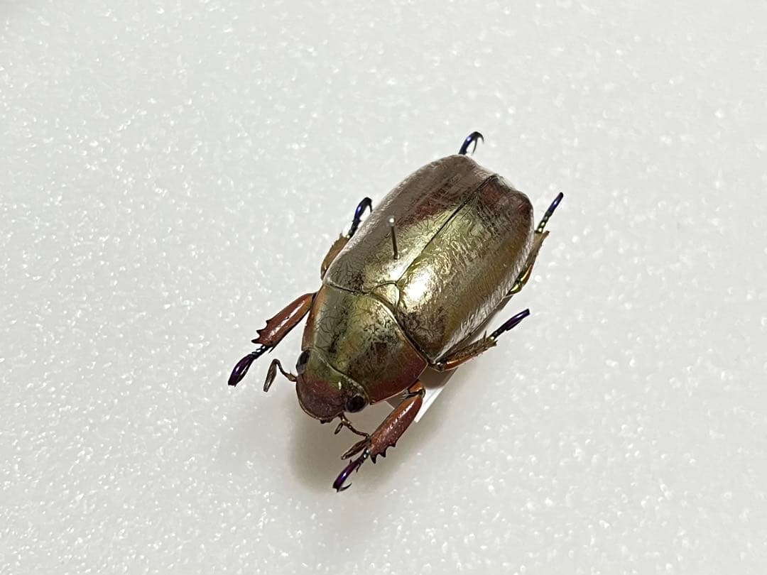 クリサルギレアプラチナコガネ 標本 爪先が青紫のプラチナコガネ シルバー