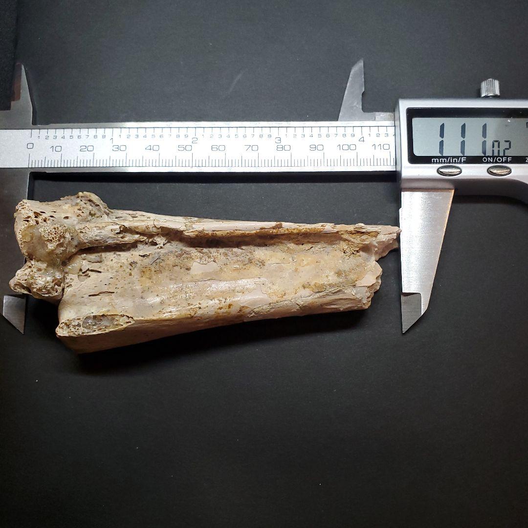 希少 アンハングエラ 化石 中手骨 恐竜 本物 111.02mm fr74