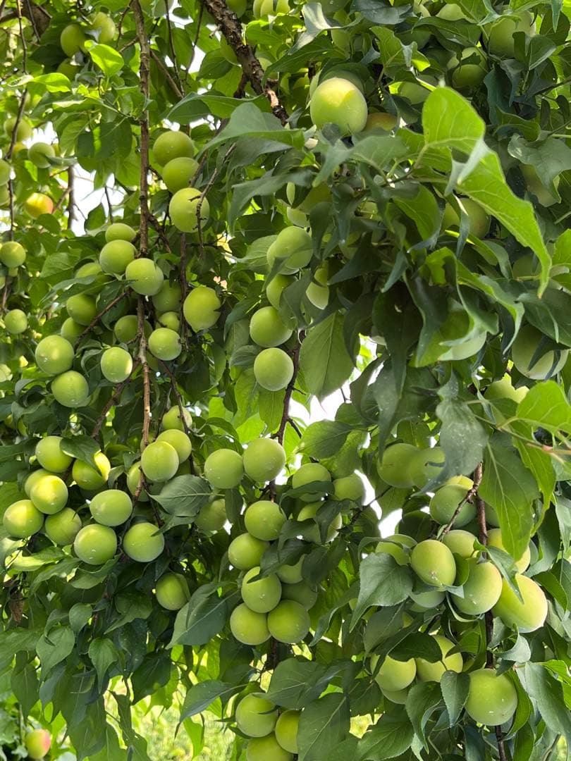 種抜き白干し梅 無添加　無選別　10kg入り　紀州産