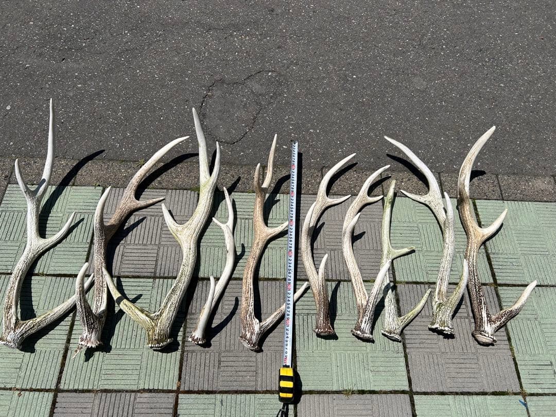 犬用天然角おもちゃ 10本セット 蝦夷鹿の角　鹿の角
