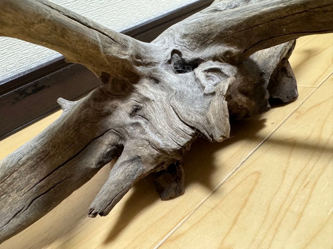 アクアリウム　熱帯魚　レイアウト　流木