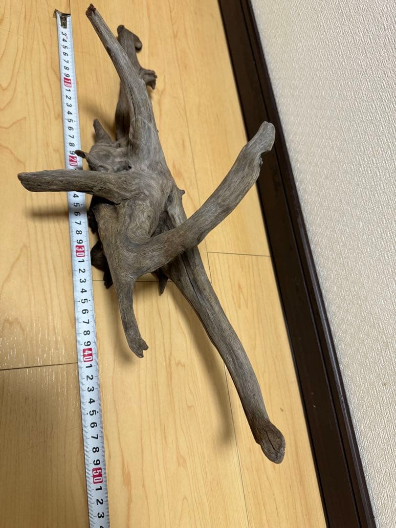 アクアリウム　熱帯魚　レイアウト　流木