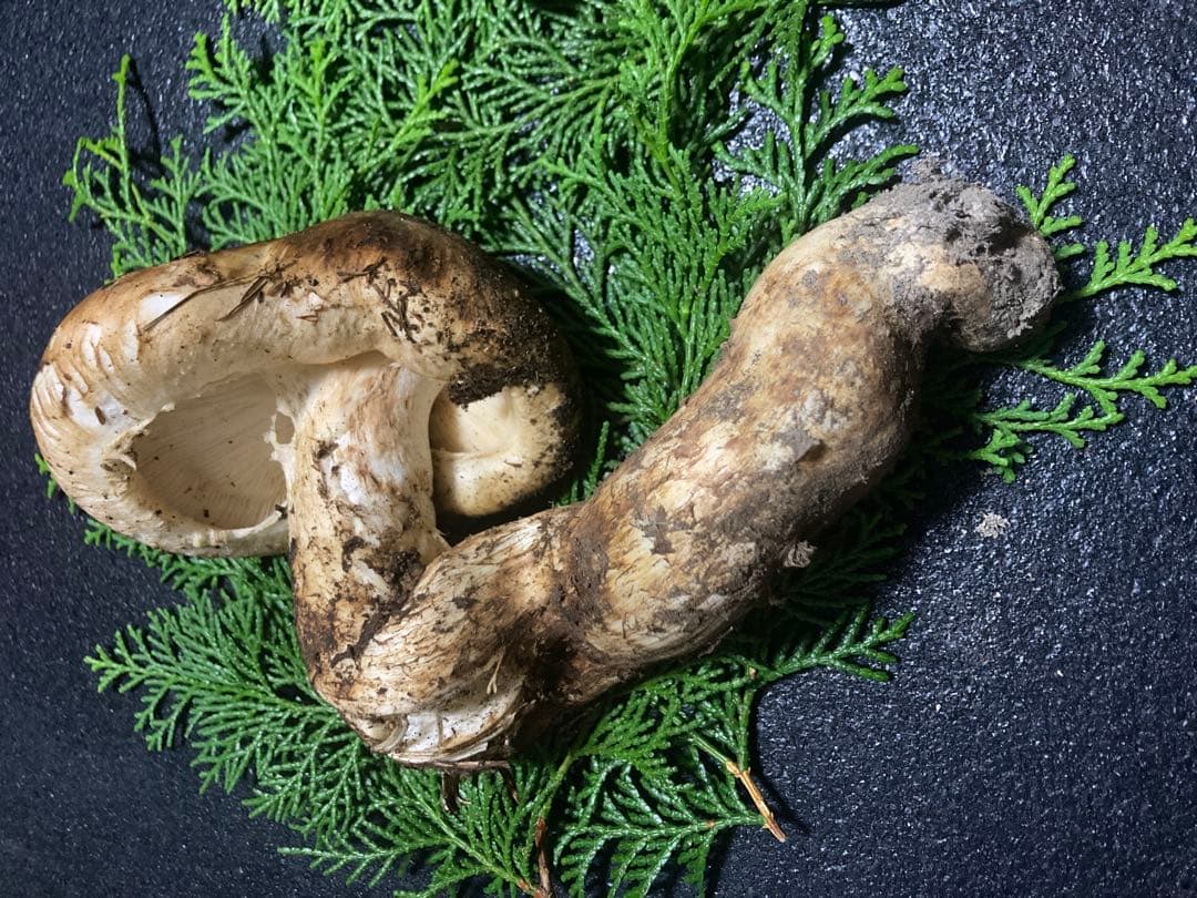 松茸　国産　200g